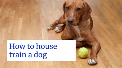 House training a dog. Things To Know About House training a dog. 